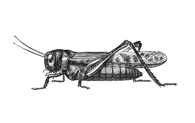 Grasshopper Migratory locust (locusta migratoria) / Antique engraved illustration from Brockhaus Konversations-Lexikon 1908