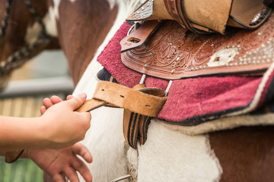 Close-up of girl saddling a horse. Bridger, Montana, USA