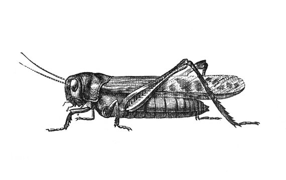 Grasshopper Migratory locust (locusta migratoria) / Antique engraved illustration from Brockhaus Konversations-Lexikon 1908