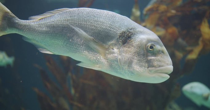 Big white fish in an aquarium.