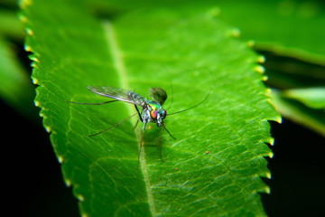 as Baccha elongata. It is one kind of flies