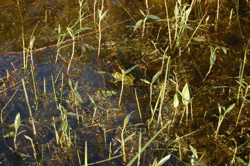 Green frog in a lake