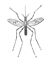 Long leg mosquito (Culex annulatus) Antique engraved illustration from Brockhaus Konversations-Lexikon 1908