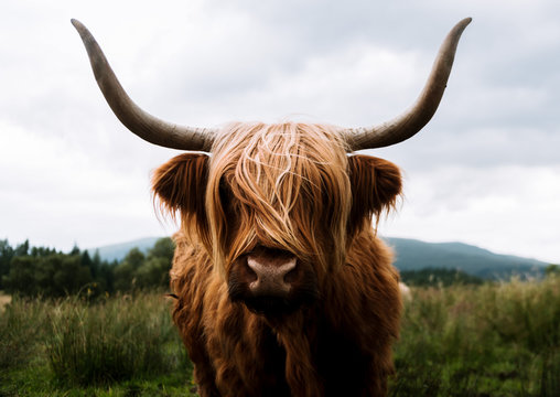Scottish Highland Cattle in Scotland