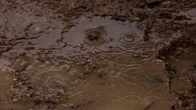 Brown dirty ground puddle with raindrops. Close up drops falling into liquid. Slow motion.