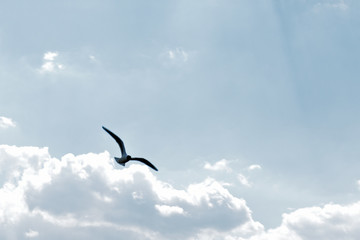 a Seagull flies across the sky with clouds