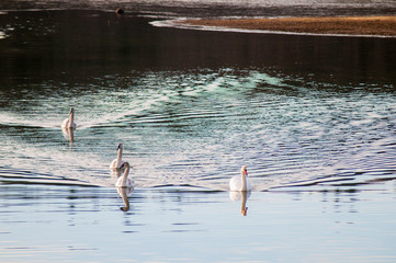 white swans on an autumn lake on a sunny day