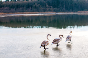 white swans on an autumn lake on a sunny day