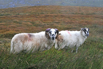 Two sheep in green meadow, together,