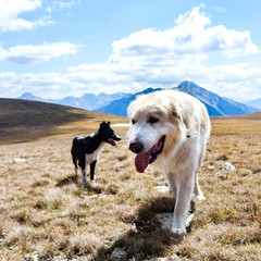 Pyrenean Mastiff white- Shepherd Dog Mastin del Pirineo