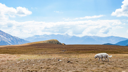 Pyrenean Mastiff white- Shepherd Dog Mastin del Pirineo