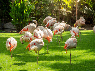 Beautiful image of pink flaming birds flock on grass meadow at Loro Parque zoo, Tenerife island