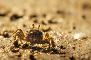 Ghost crab on the morning beach