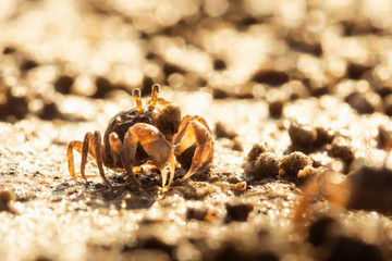 Ghost crab on the morning beach