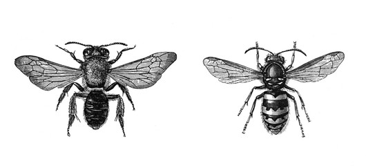Honey bee (Andrena albicans) and Common wasp (Vespula vulgaris) Antique engraved illustration from Brockhaus Konversations-Lexikon 1908