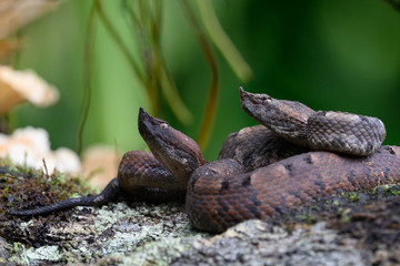 Porthidium nasutum, Rainforest Hognosed Pitviper, brown danger poison snake in the forest vegetation. Forest reptile in habitat, on the ground in leaves, Costa Rica. Widllife in Central America
