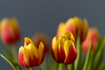 Obraz premium red and yellow tulips in a vase on dark background