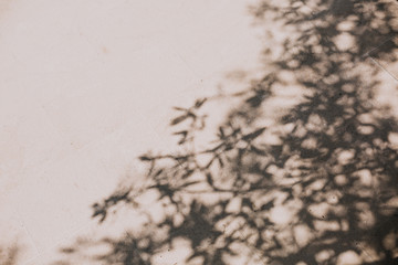 olives tree sun shadow landscape architecture freshness