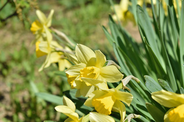 yellow daffodils in the garden