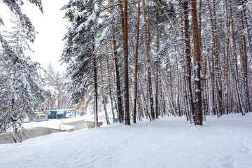 Snow over the spruces and pines in Surami, forest