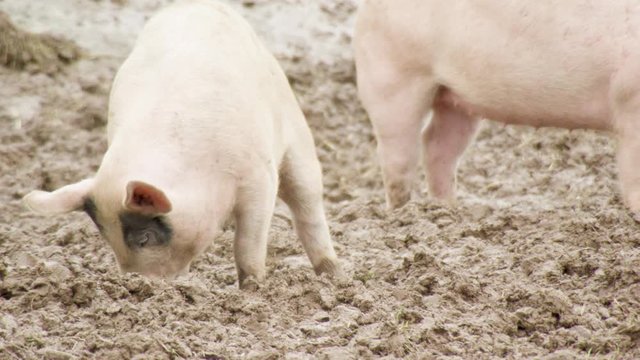 pigs outdoor in Sweden