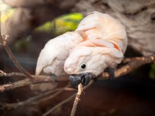 Closeup image of white cockatoo parrot with beautiful plumage sitting on tree branch