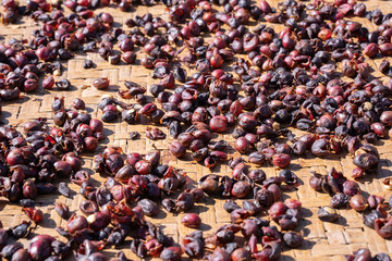 Raw coffee beans natural exposured with sunlight on a sieve outside the procedure factory before roasting process, close up, real life, lifestyle.