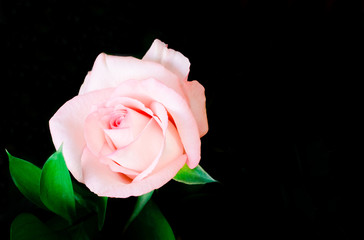 Fototapeta na wymiar Beautiful pink rose and leaf on the dark background.Copy-space for your text.
