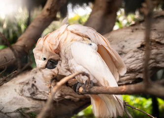 Closeup image of parrots couple cleaning each others feather and catching fleas