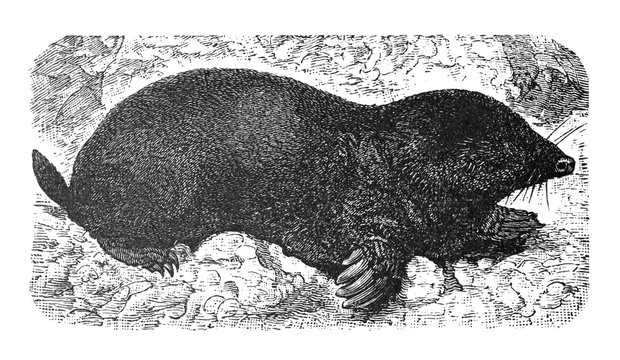 Mole (Talpa europaea) European mole Antique engraved illustration from Brockhaus Konversations-Lexikon 1908