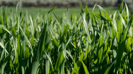 Hierba Campo Verde Primavera Naturaleza