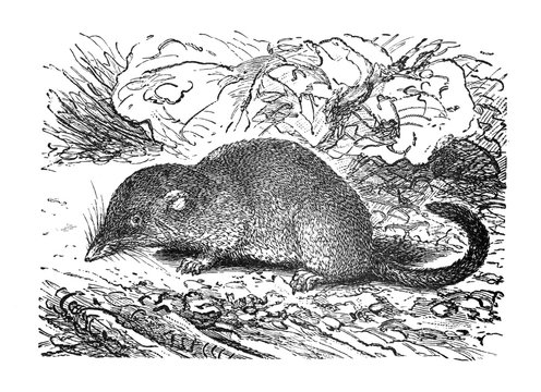 Shrew (Sorex vulgaris) mouse Antique engraved illustration from Brockhaus Konversations-Lexikon 1908