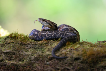 Viper, Atropoides picadoi, Picado´s Pitviper danger poison snake in the nature habitat, Tapantí NP, Costa Rica. Venomous green reptile in the nature habitat. Poisonous viper from Central America.