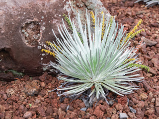 Naklejka na ściany i meble The endemic ahinahina plant (Haleakala silversword) can only be found on the upper slopes of Haleakala,Maui, Hawaii.