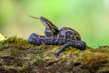 Viper, Atropoides picadoi, Picado´s Pitviper danger poison snake in the nature habitat, Tapantí NP, Costa Rica. Venomous green reptile in the nature habitat. Poisonous viper from Central America.