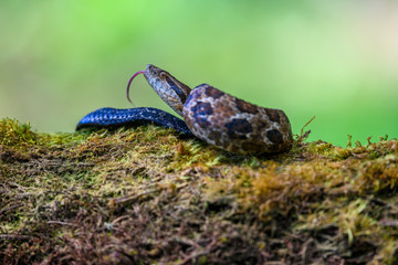 Viper, Atropoides picadoi, Picado´s Pitviper danger poison snake in the nature habitat, Tapantí NP, Costa Rica. Venomous green reptile in the nature habitat. Poisonous viper from Central America.