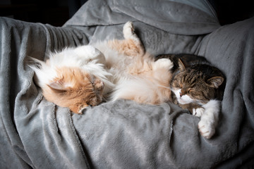 maine coon longhair and british shorthair cat sleeping together next to each other on comfortable blanket