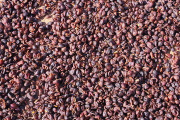 Raw coffee beans natural exposured with sunlight on a sieve outside the procedure factory before roasting process, close up, real life, lifestyle.