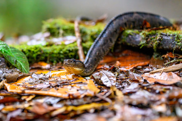Viper, Atropoides picadoi, Picado´s Pitviper danger poison snake in the nature habitat, Tapantí NP, Costa Rica. Venomous green reptile in the nature habitat. Poisonous viper from Central America.
