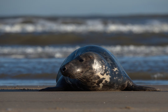 Grey Seal Bull On The Lincolnshire Coast