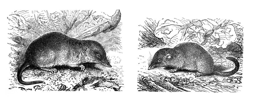 Sorex pygmaeus and Sorex vuolgaris shrew-mouse Antique engraved illustration from Brockhaus Konversations-Lexikon 1908