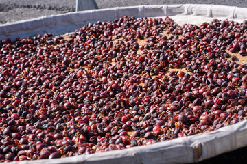 Raw coffee beans natural exposured with sunlight on a sieve outside the procedure factory before roasting process, close up, real life, lifestyle.