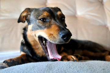 Close up of yawning dachshund