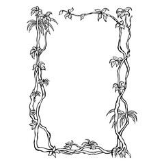  Liana a woody climbing plant in tropical rainforests. Template frame black