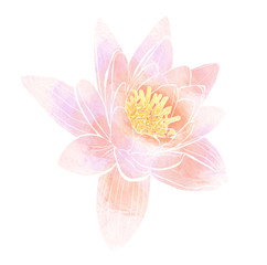 Delicate pink flower of lotus