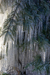 Tree with lots of ice on it