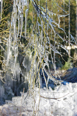 Branch of a tree covered with ice