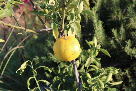 Just a tomato.