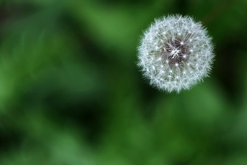 dandelion on background of green grass