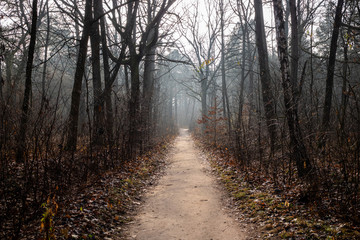 Naklejka premium Beautiful mystical autumn forest. Landscape with autumn forest with road. Mystierious foggy forest alley with bare trees and fallen leaves